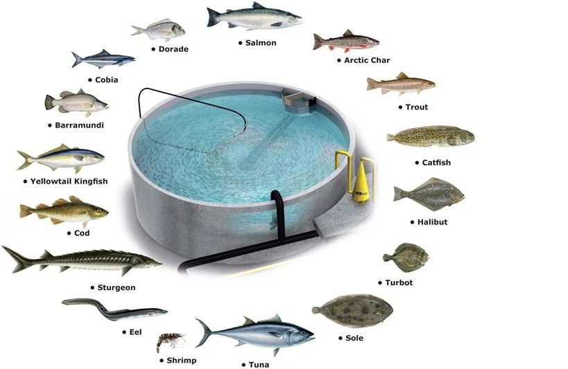 Rapid Spread of Diseases Rapid Spread of Diseases